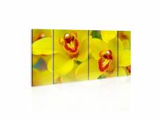 Tableau - orchids - intensity of yellow color-60x30
