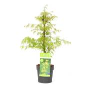 Acer palmatum 'Emerald Lace' - Érable japonais - Pot