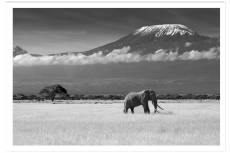 Affiche éléphant et kilimanjaro sans cadre 30x20cm