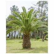 Palmier des Canaries - Le pot de 3 L. Hauteur livrée 60-80 cm. - Le pot de 3 L. Hauteur livrée 60-80 cm. - Willemse