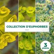 Pepinières Naudet - Collection de 3 Euphorbes - Godet