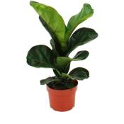 Figue violon - Ficus lyrata - 1 plante - Facile d'entretien - Purifiant l'air - Pot 12cm - Exotenherz