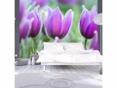 Papier peint tulipes violettes au printemps l 250 x