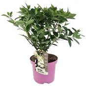 Plant In A Box - Hydrangea paniculata 'Confetti' -