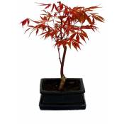 Exotenherz - rable japonais, Acer palmatum, bol 15cm