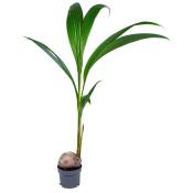 Bloomique - Cocotier Cocos 'Nucifera' pour stuc - Kamerplant en kwekerspot ⌀19 cm - 20120-130 cm
