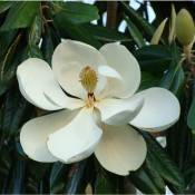 Magnolia grandiflora little gem vaso 17CM