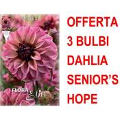 Offre 3 Bulbes Décoratifs Senior'S Hope Dahlia