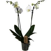 Plant In A Box - Phalaenopsis - Orchidée Blanc - Pot