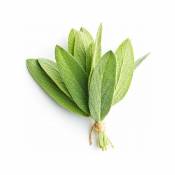 Sauge Officinale (Salvia Officinalis) - Godet - Taille