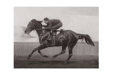 Photo ancienne noir et blanc cheval n°40 cadre noir 30x45cm