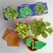 Radis Et Capucine - Trio de pot plantes magiques à semer