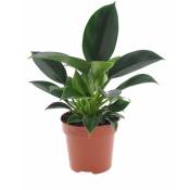 Plant In A Box - Philodendron 'Princesse verte' - Pot