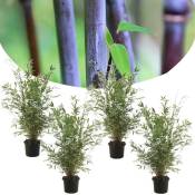 Fargesia Gansu - Set de 4 - Bambou non invasif - Pot