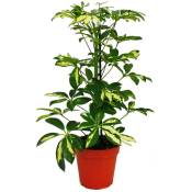 Ray Aralia - Schefflera - Feuilles blanches - 1 plante - Plante d'intérieur facile d'entretien - Purifiant l'air - Pot 12cm - Exotenherz