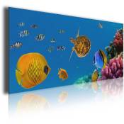 Hxadeco - Tableau photo aquarium tropical, 80x30cm