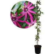 Passiflora 'Victoria' XL - Passiflore Violacea - ⌀17cm - Hauteur 110-120cm - Rose