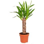 Bloomique - Yucca - Lys de palmier par pièce - Plante