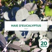 Pepinières Naudet - 20 Eucalyptus (Eucalyptus Gunnii) - Haie de Eucalyptus -