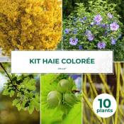 Pepinières Naudet - Kit Haie Colorée - 10 Jeunes Plants -