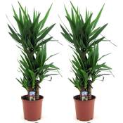 Plant In A Box - Yucca Elephantipes - Set de 2 - Palmier - ⌀ 21cm - Hauteur 70-80cm - Vert