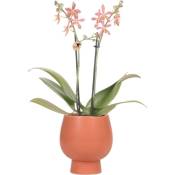 Orchidées Colibri - Orchidée Phalaenopsis Orange