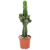 Plant In A Box - Euphorbia Ingens - Cowboy Cactus -