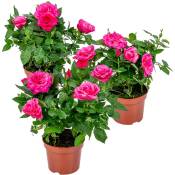 Bloomique - 3x Pot Rose Rose - Rosa – Plante de terrasse