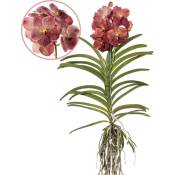 Vanda Corail Léopard - Orchidée tropicale - Orchidée en fleur - Hauteur 80-90cm - Rouge