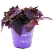 Fleur à trois mâts - Tradescantia pallida - plante d'intérieur suspendue facile d'entretien - feuille rouge - pot 12cm - violet