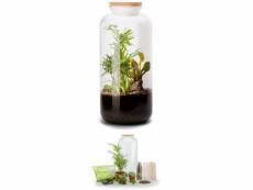 Kit terrarium plantes bonbonne mix l (23 x 51 cm)