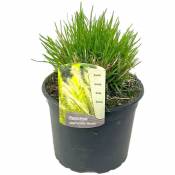 Plant In A Box - Pennisetum alopecuroides 'Hameln' - Pot 23cm - Hauteur 20-30cm