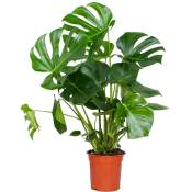 Bloomique - Monstera Deliciosa - Plante trouée - Plante d'intérieur - Purificateur d'air – ⌀21 cm - ↕70-80 cm