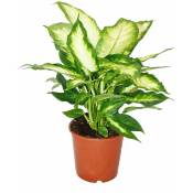Dieffenbachia - plantes d'intérieur - plante en pot