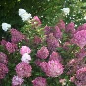 Hortensia paniculata Sundae Fraise® 'Rensun'/Pot de