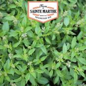 La Ferme Sainte Marthe - Basilic Citron Vert 200 graines