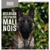 Martin Sellier - Calendrier - berger belge malinois