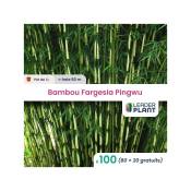 Leaderplantcom - 100 Bambou Fargesia Pingwu en pot
