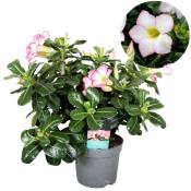 Plant In A Box - Adenium Obesum - Blanc - Rose du désert - Pot 13cm - Hauteur 30-40cm - Rose