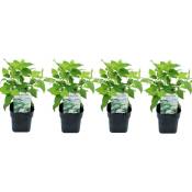 Plant In A Box - Hydrangea arborescens Annabelle - Set de 4 - Pot 17cm - Hauteur 30-40cm - Blanc