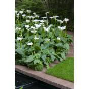 Bloomique - Arum Blanc - Zantedeschia 'Aethiopica' 6x - Plante de bassin et pot de pépinière ⌀9 cm - ↕15 cm