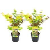 Plant In A Box - Acer palmatum 'Festival' - Set de 2 - Erable - Pot 19cm - Hauteur 60-70cm - Vert