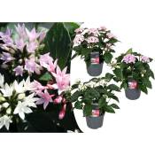 Plant In A Box - Starcluster Pentas - Rubiaceae - Mélange
