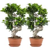 Bloomique - 2x Ficus microcarpa 'Ginseng' en forme