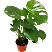 Exotenherz - feuille de fenêtre - Monstera deliciosa - 1 plante - facile d'entretien - purificateur d'air - pot 12cm