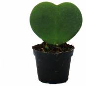 Hoya kerii - plante de coeur, plante de coeur ou petite
