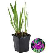 Iris 'Kaempferi' - Iris japonais - Plante de bassin - Rustique - ⌀9 cm - ↕20-30 cm