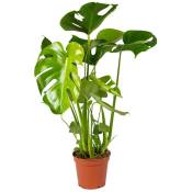 Bloomique - Monstera Deliciosa - Plante trouée - Plante d'intérieur - purificateur d'air – ⌀17 cm - ↕50-60 cm