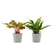 Plante d'intérieur - Duo d'aglaonema 25 cm en pot blanc gris