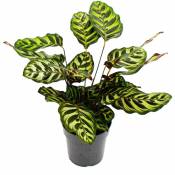 Plante d'ombrage avec motif de feuilles spécial - Calathea makoyana - panier marante - pot de 14cm - env. 35-40cm de haut